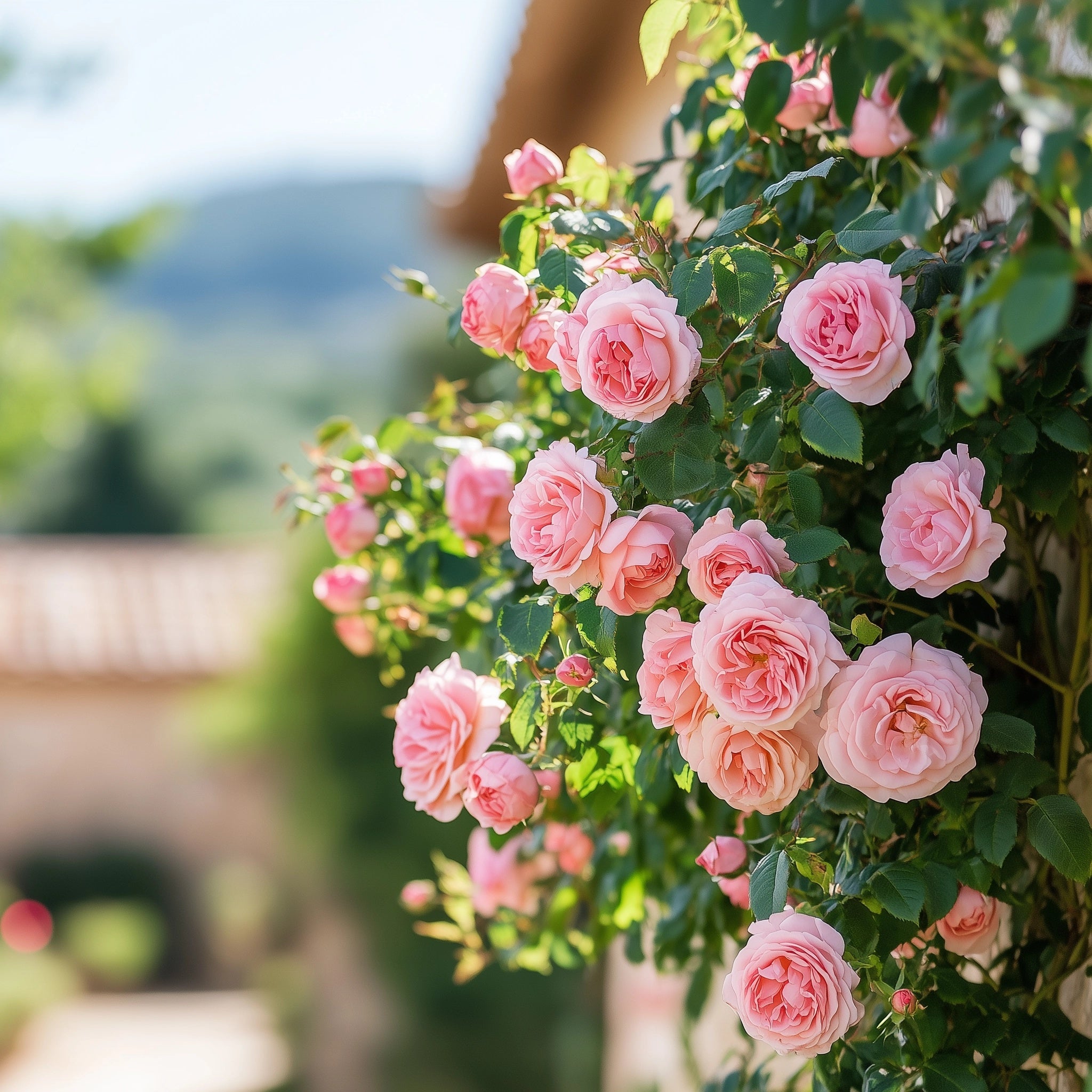 Rose de Mai
